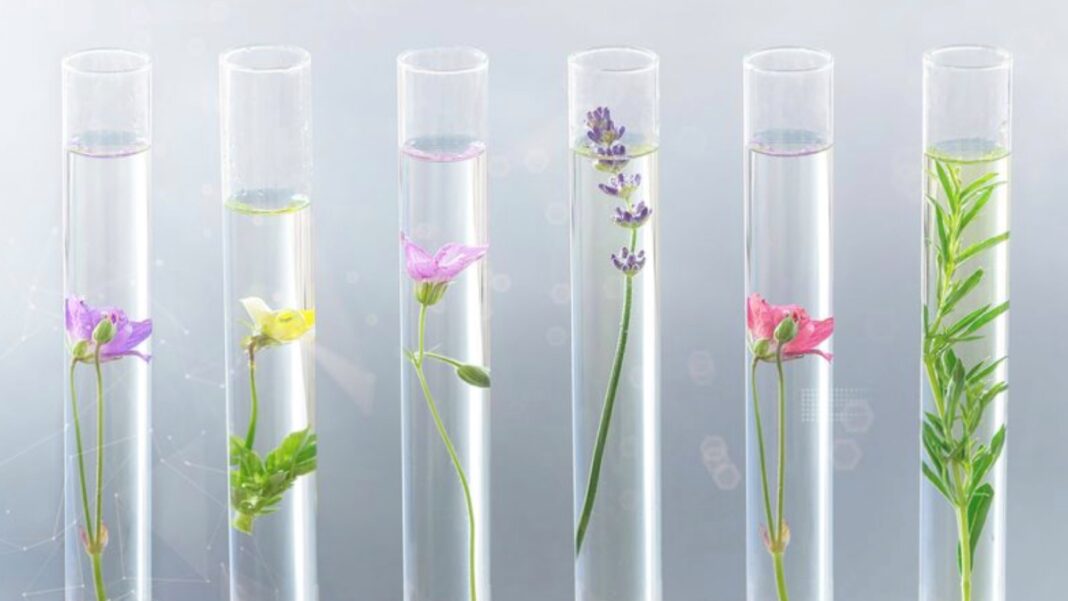 Can smelling cannabis unlock antiviral protection?