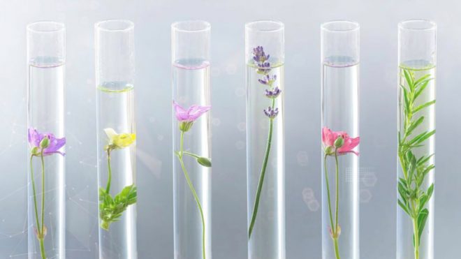 eybna cannabis covid