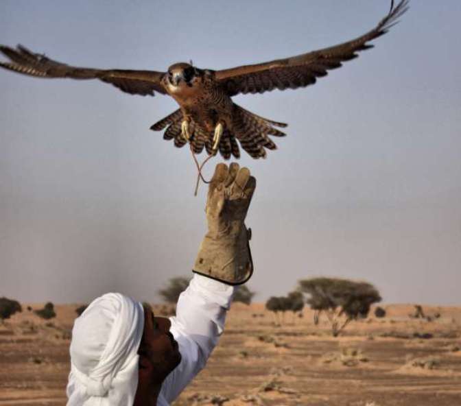 Abu Dhabi falconers think drones are for the birds