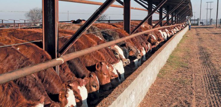 feedlot-cattle-e1475591004336.jpg