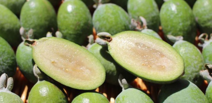 feijoas-3309771_1920.jpg