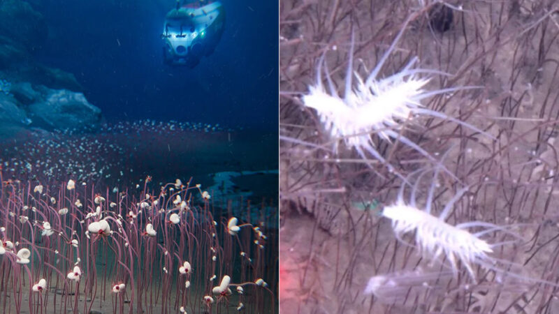 Chinese submersible goes into the deepest ocean trench on earth