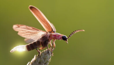 Fireflies use music as armor against bats