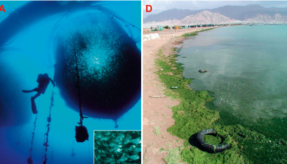 red sea fish farm cages