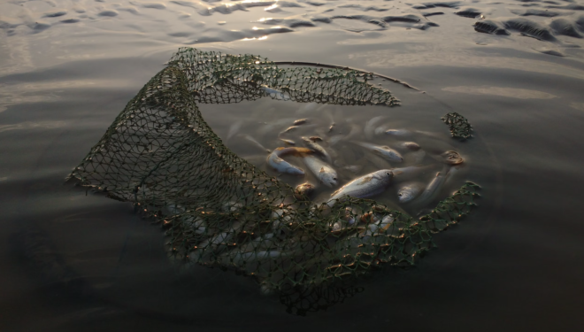 The Ocean’s Hidden ‘Dark Web’ Is Being Fished Before Scientists Understand It