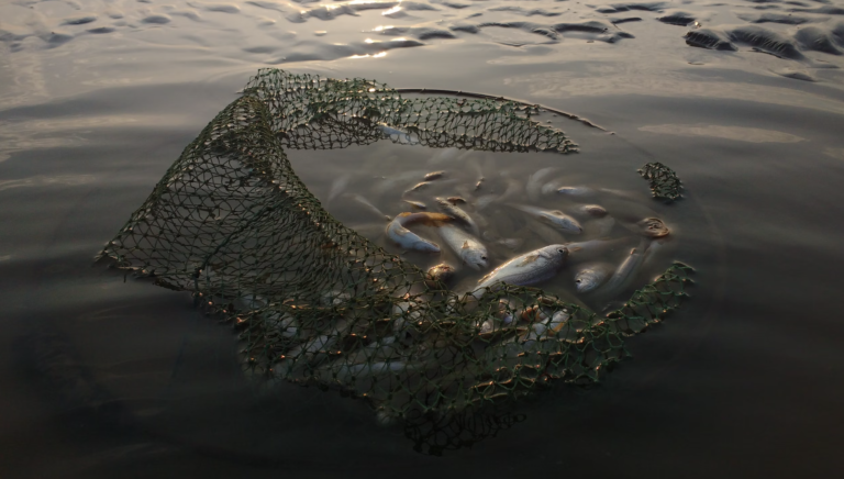 The Ocean’s Hidden ‘Dark Web’ Is Being Fished Before Scientists Understand It
