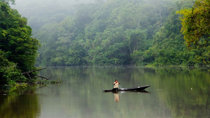 Oil drilling near the Great Amazon Reef System would wipe out mangroves