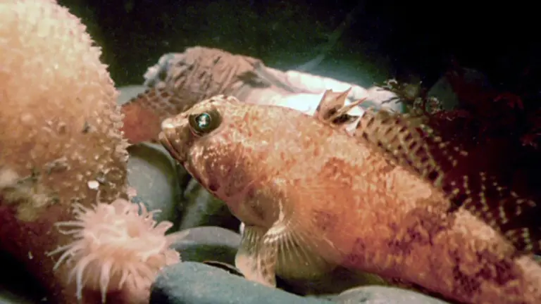 Huge Fish Nursery Discovered Under Freezing Arctic Seas