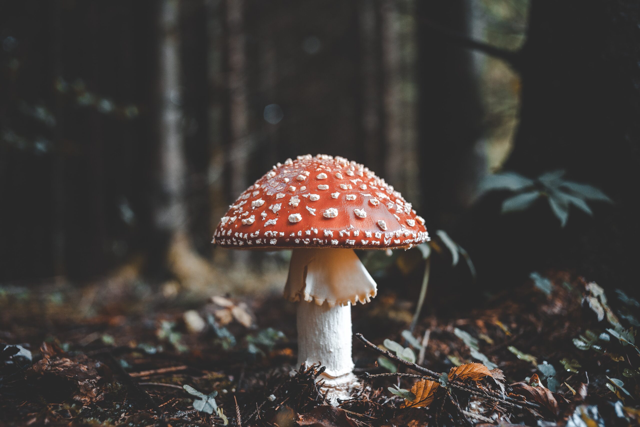 Amanita or fly agaric is a psychotropic mushroom found widely in Canada.