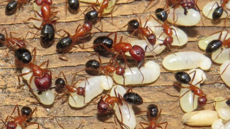 Ants can perform life-saving amputations