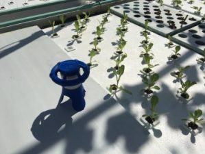 Eddy is artificial intelligence for vertical farms and hydroponics