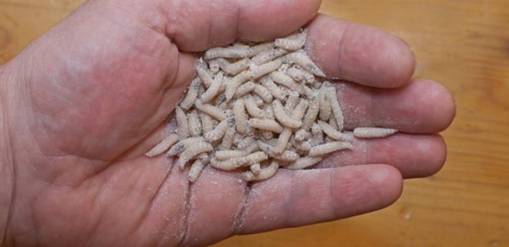 fly-larvae-as-food.jpg