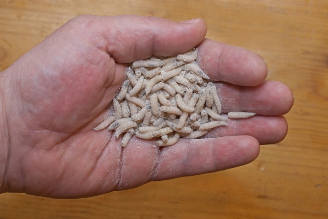 insects as a food for animals and humans