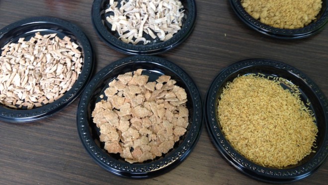 food protein from insects