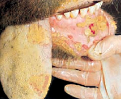 Foot and mouth disease, CABI Bioscience