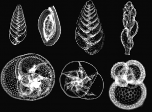 Like tree rings, desalination heavy metals now mapped from seashells