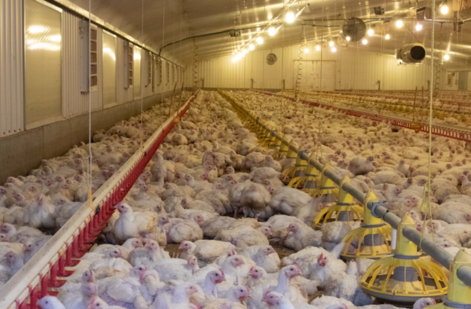 franken chicken broiler farm, UK