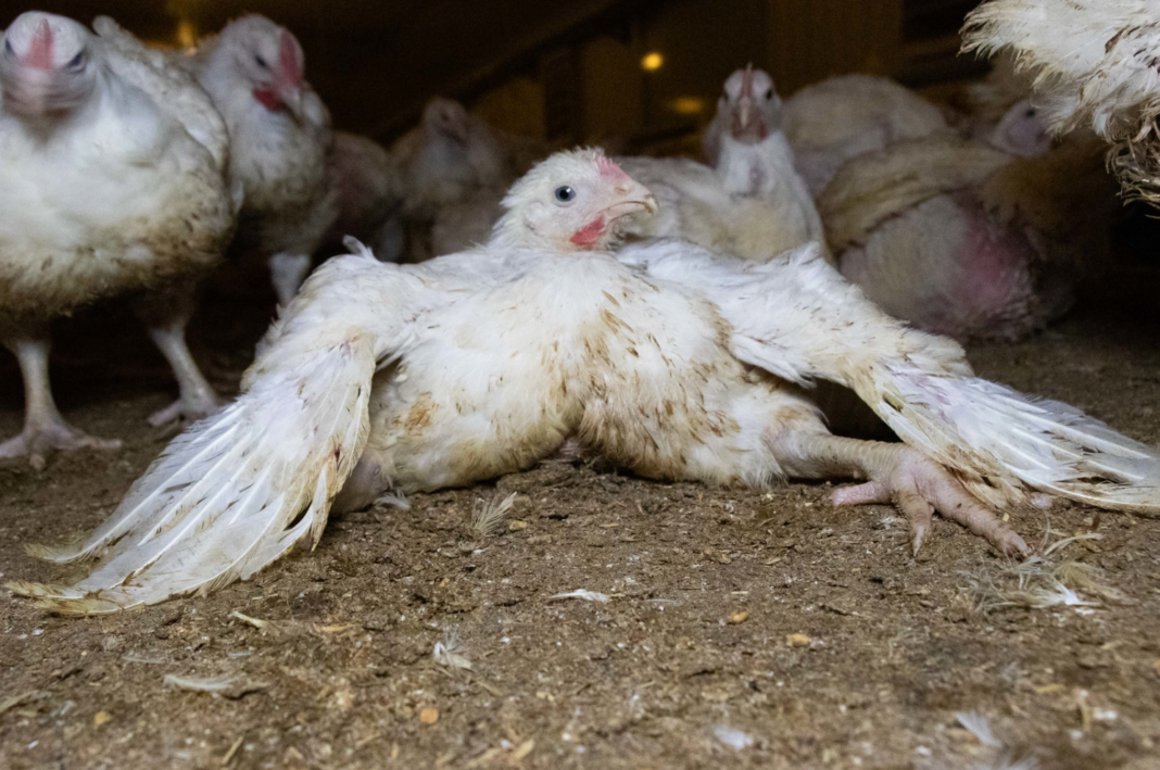 Watch out for Frankenchickens says watchdog group