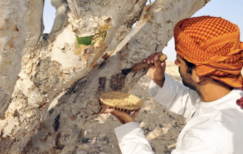 Frankincense resin could slow Covid impact