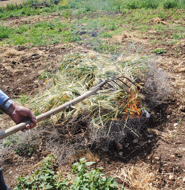 freekeh bonfire wheat