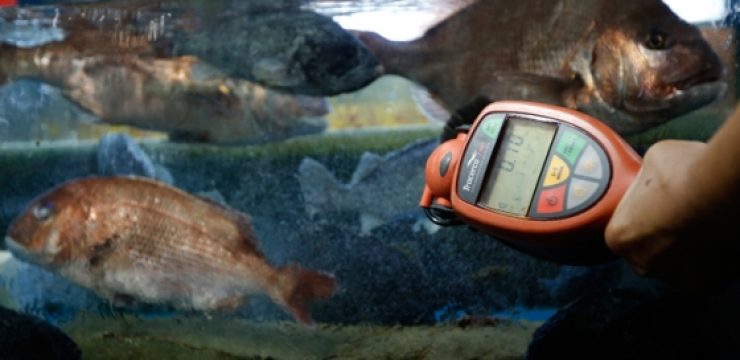 fukushima-fish-high-radiation.si_.jpg