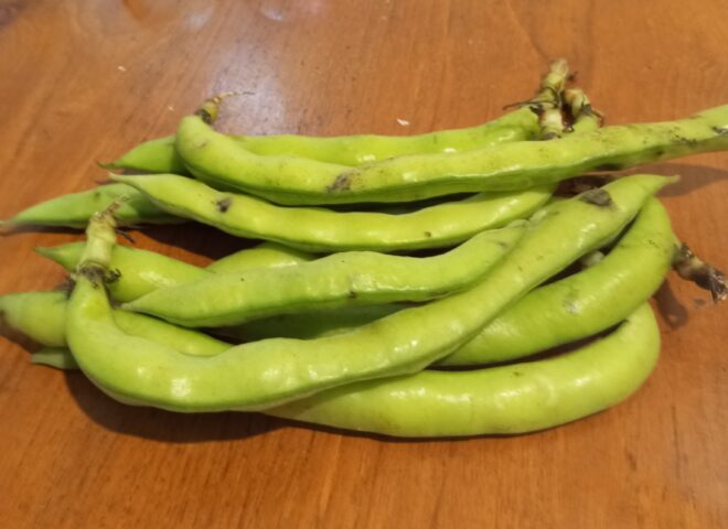 fresh fava bean pods