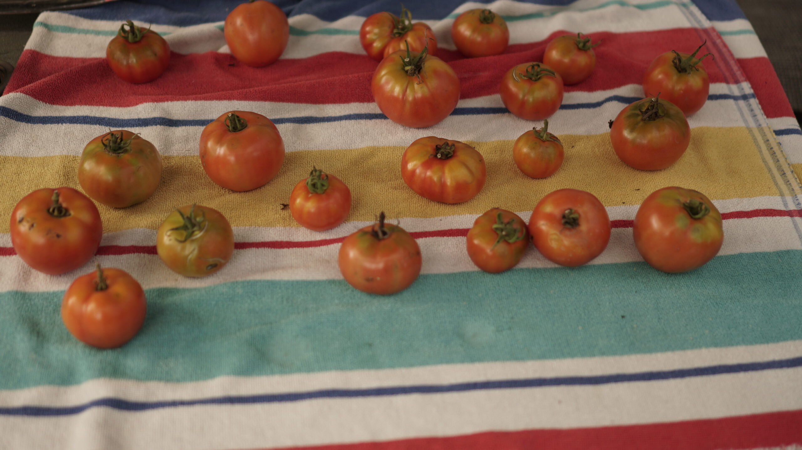 Garden tomatoes