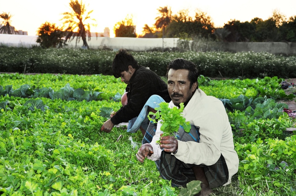 gargir or wild rocket and arugula, farming for it 