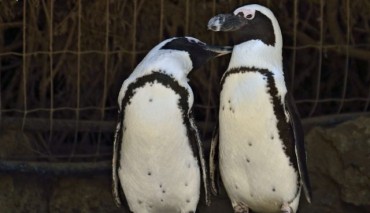 Lesbian penguins “out” at the Israeli zoo