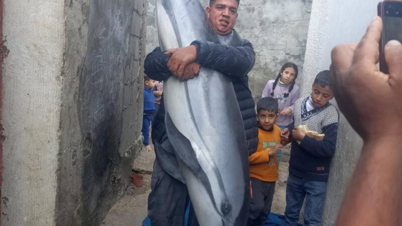 Gaza fishermen catches dolphin for family dinner