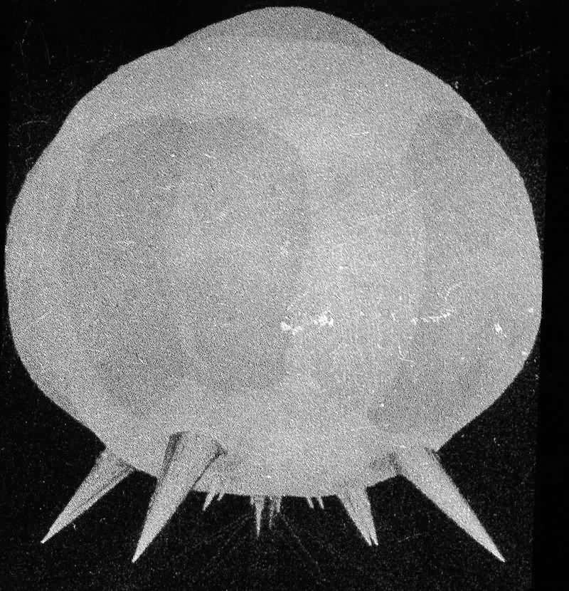The nuclear bombs tested