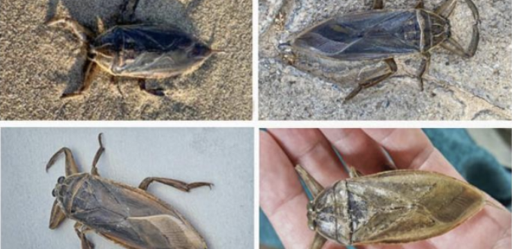 giant-water-bug-cyprus.png