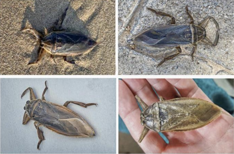 Giant water bug makes its way to Cyprus - Green Prophet