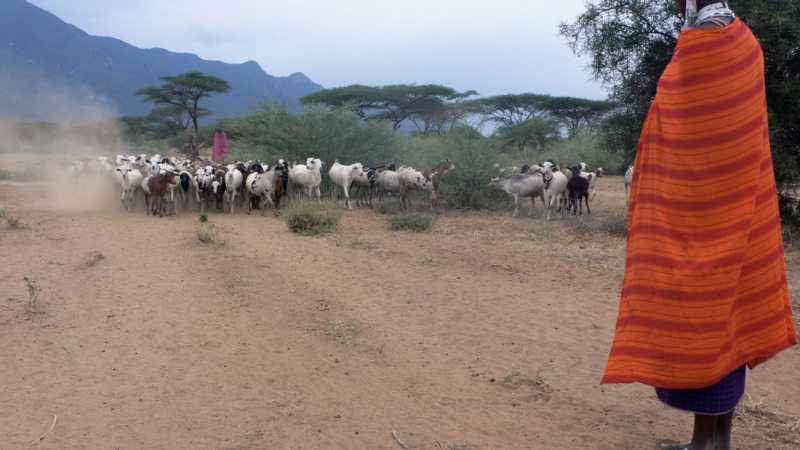 Can goats predict earthquakes? Dogs a volcano about to blow? Scientists say yes