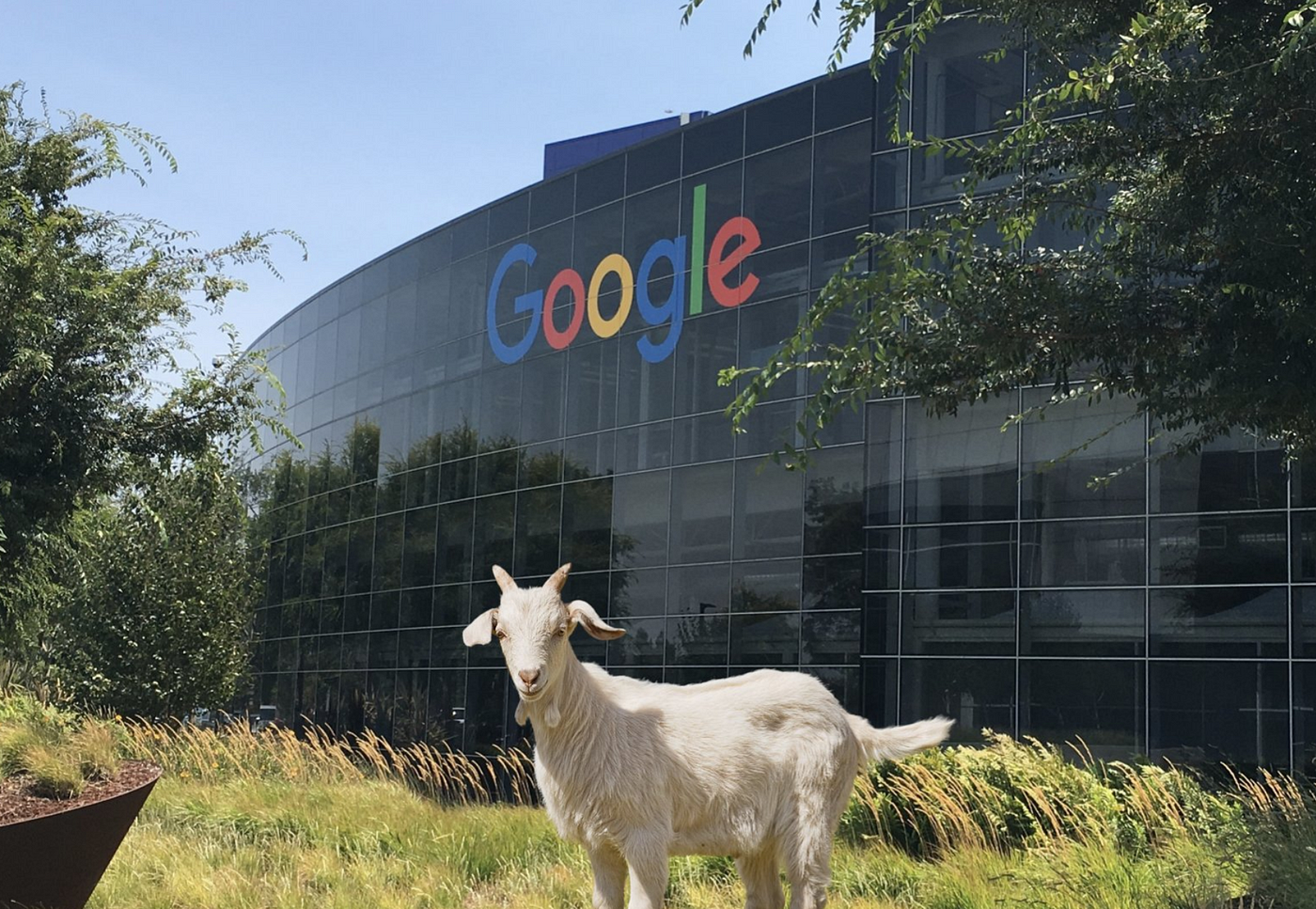 rent goats Google