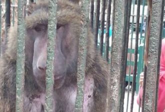 Neglected animals turn to cannibalism in Egyptian zoo