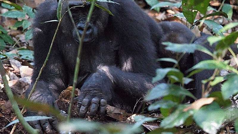 These fancy gorillas in the Congo hunt truffles, not ants