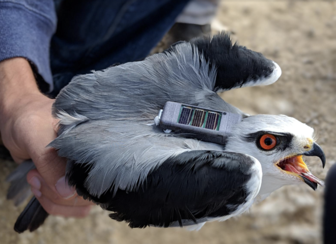 black winged kitw with GPS tracker