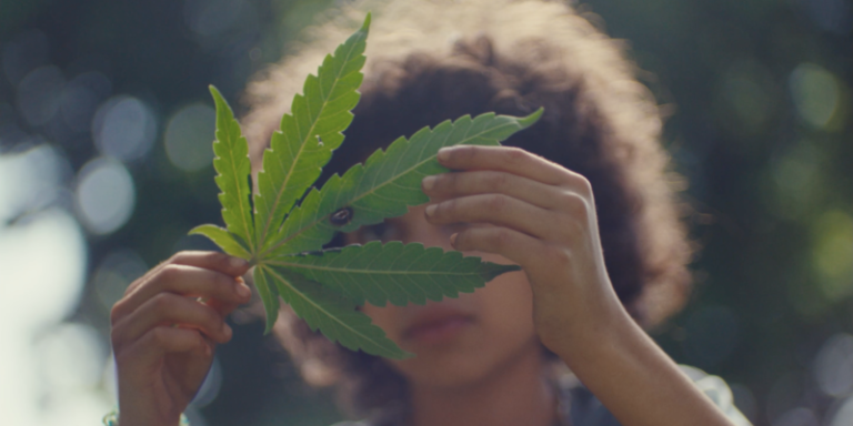 Grassland: what happens when you go to jail for growing cannabis and it’s now legal?