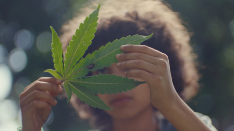 Grassland: what happens when you go to jail for growing cannabis and it’s now legal?