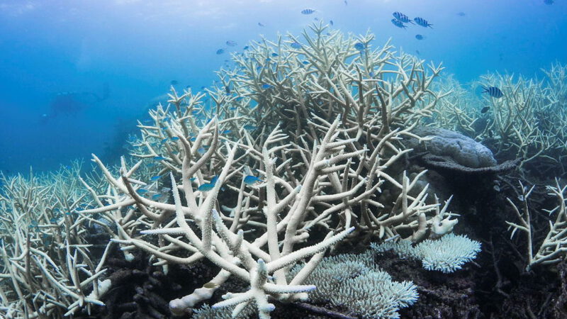 We’ve reached the coral tipping point