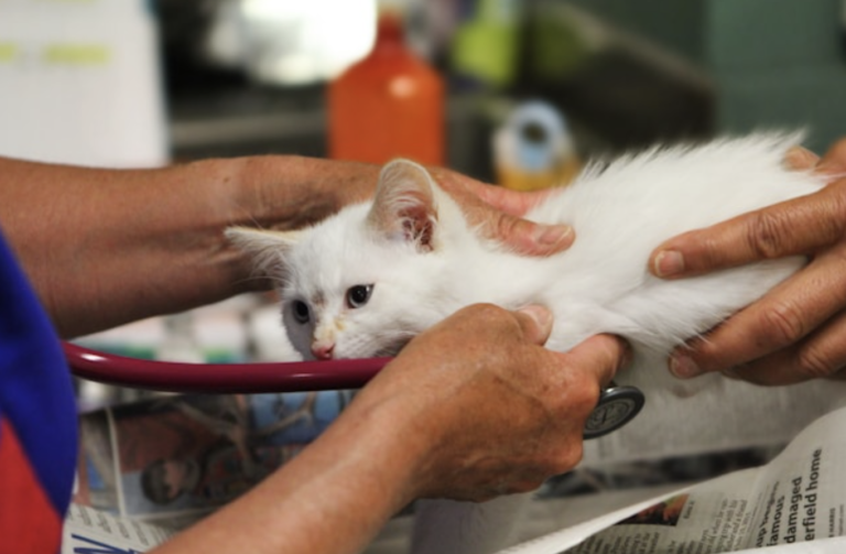 The Future of Sustainable Veterinary Care