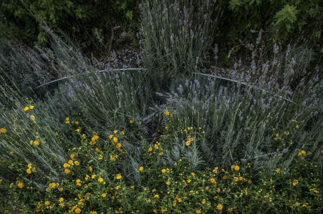 green-studios-rooftop-garden-beirut-3
