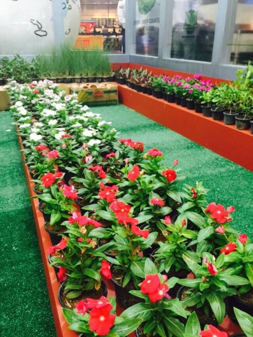 Plants at Al Wahda mall