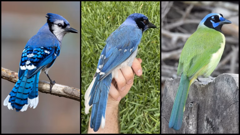 Has climate change created the first grue jay?