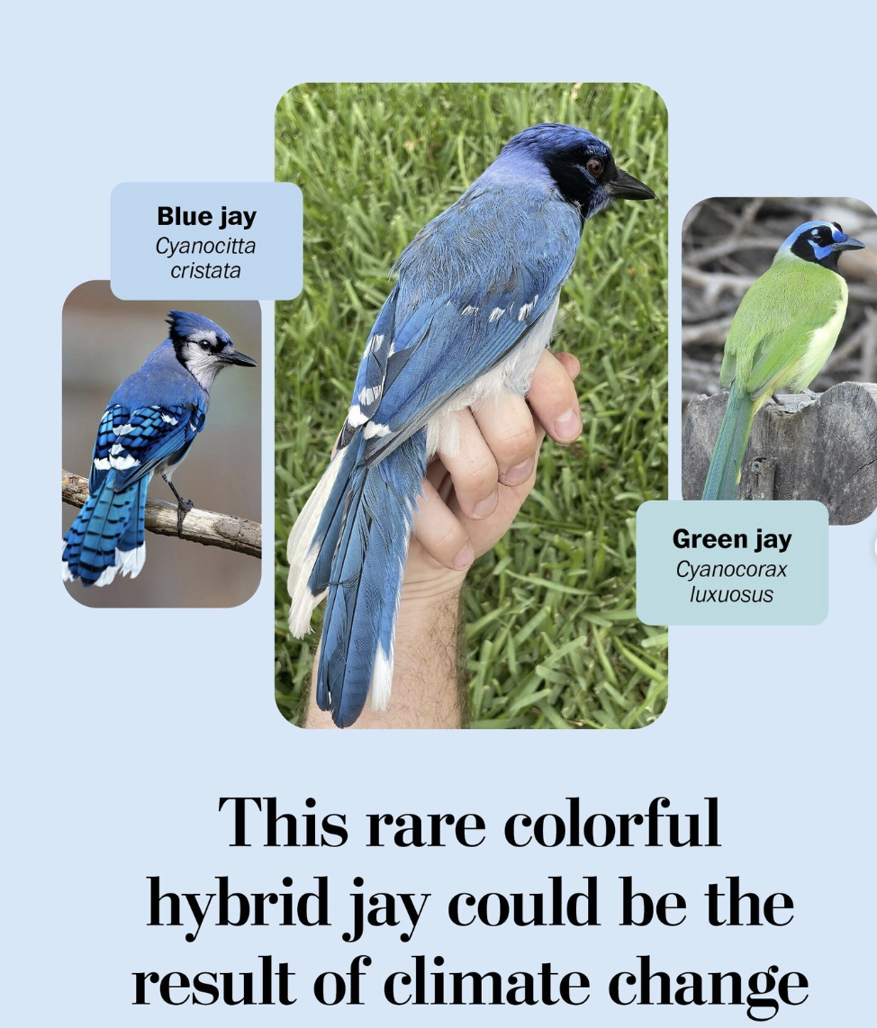 This is how you make a grue jay