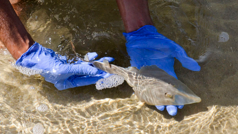 New guitarfish breeding ground found in the Mediterranean Sea