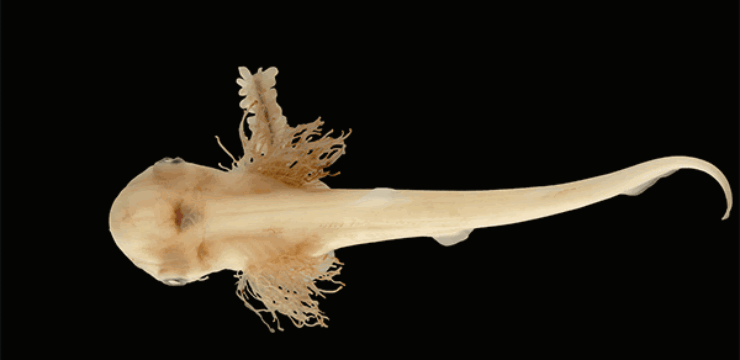 hammerhead-shark-gestation.gif