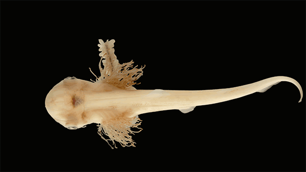 hammerhead shark embryo stages gif