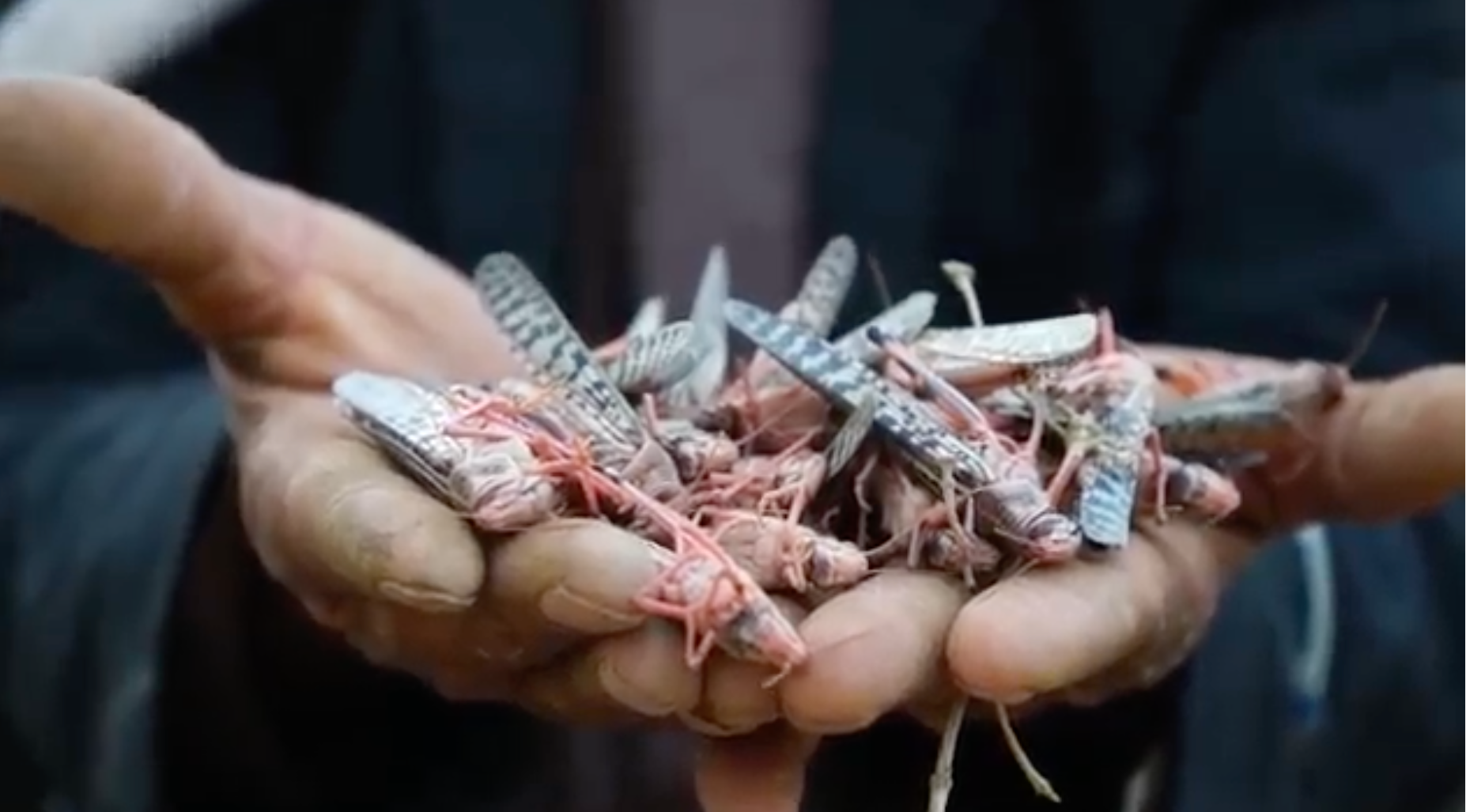 handful of locusts, grasshopper plague yemen, africa, ethiopia